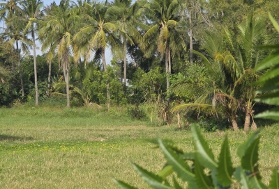 Khu Xóm Dừa